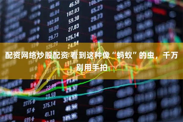 配资网络炒股配资 看到这种像“蚂蚁”的虫，千万别用手拍
